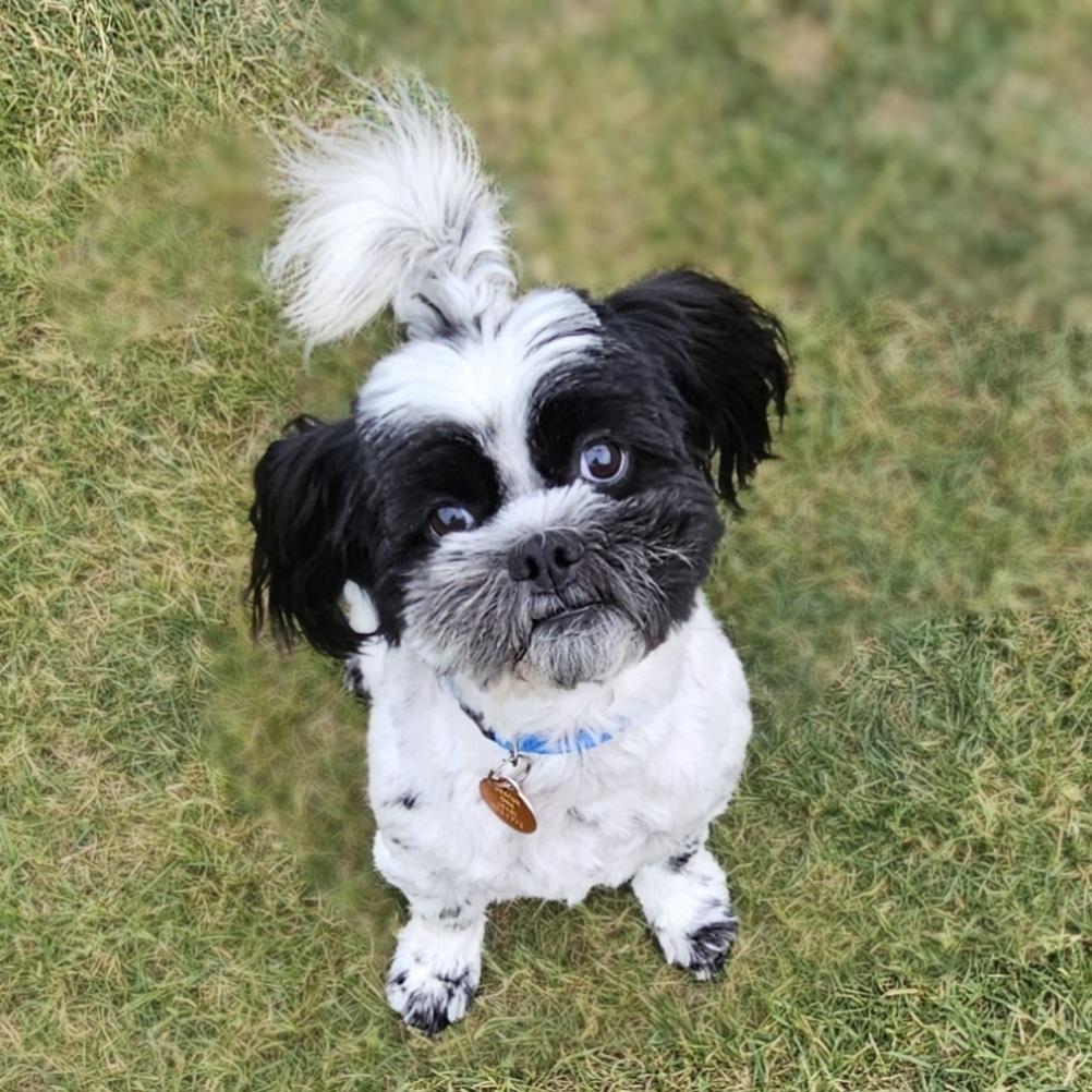 ROCKY, a Adoptable Shih Tzu in Fenton, MI image 2/6