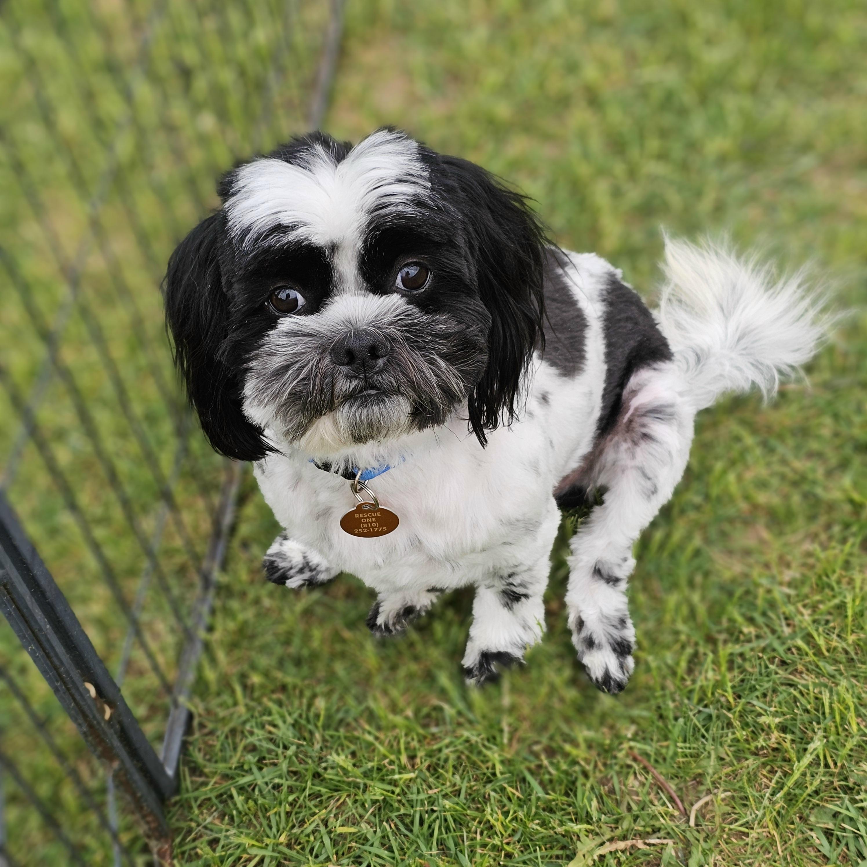 ROCKY, a Adoptable Shih Tzu in Fenton, MI image 4/6