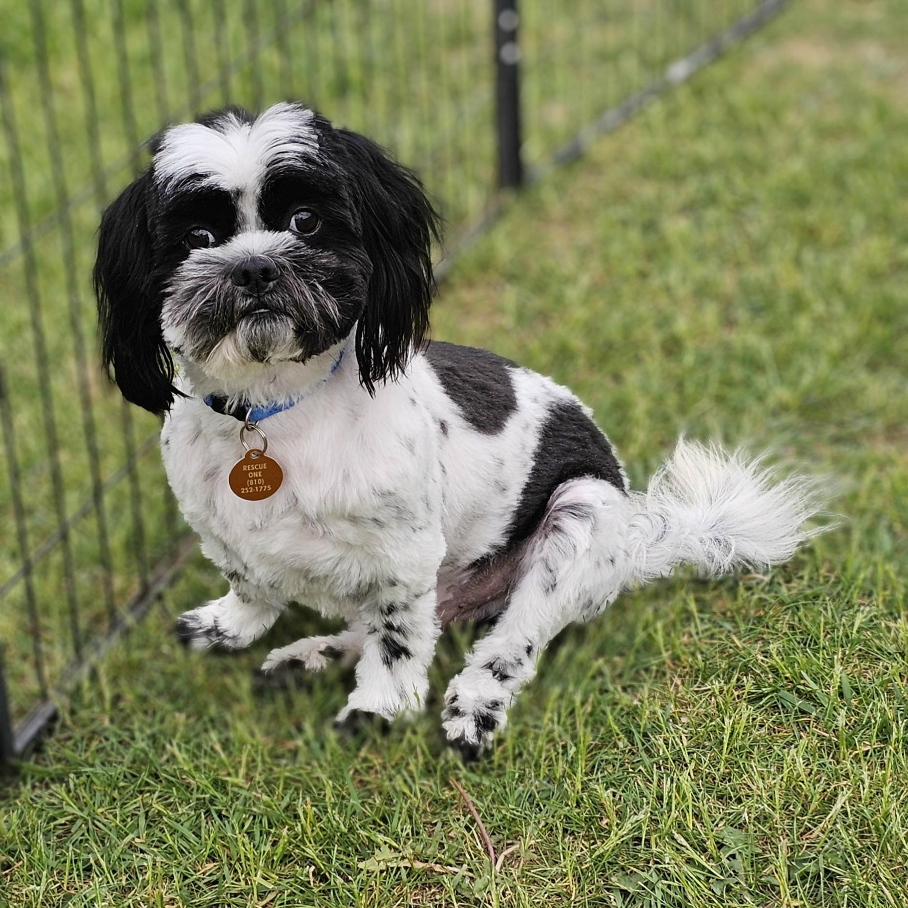ROCKY, a Adoptable Shih Tzu in Fenton, MI image 3/6