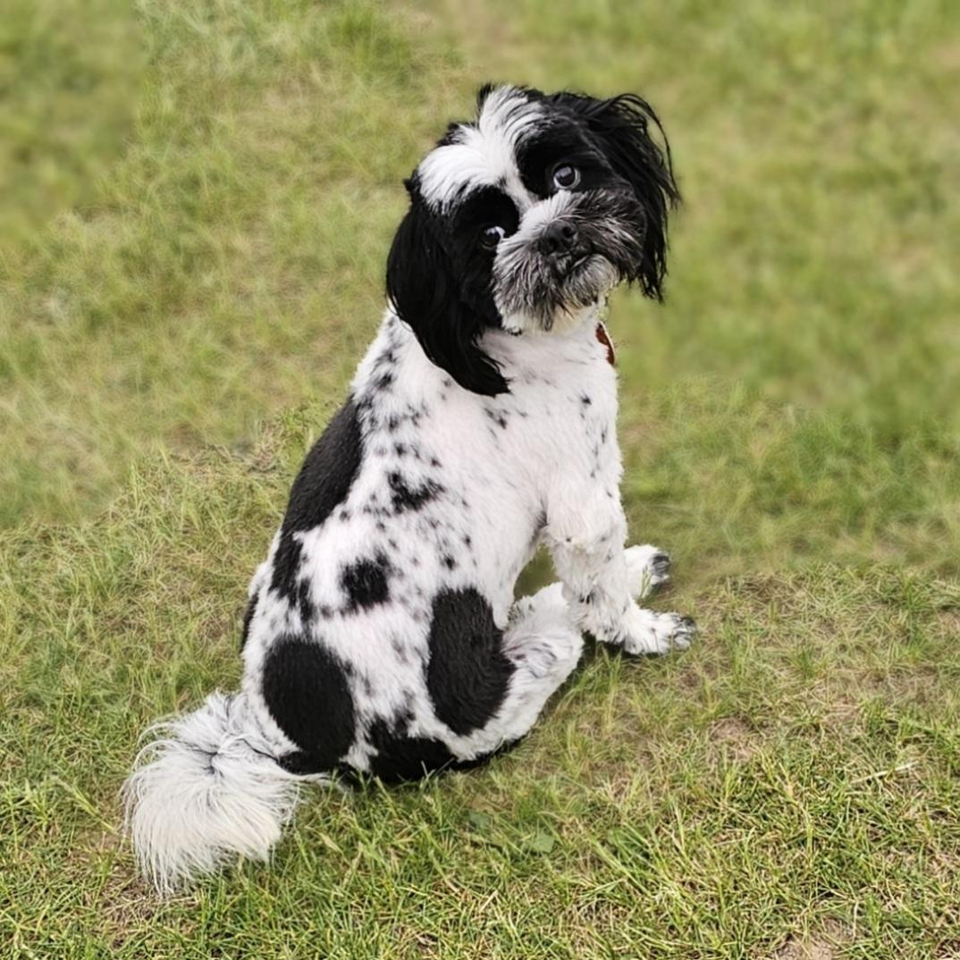ROCKY, Adoptable, Young Male Shih Tzu.