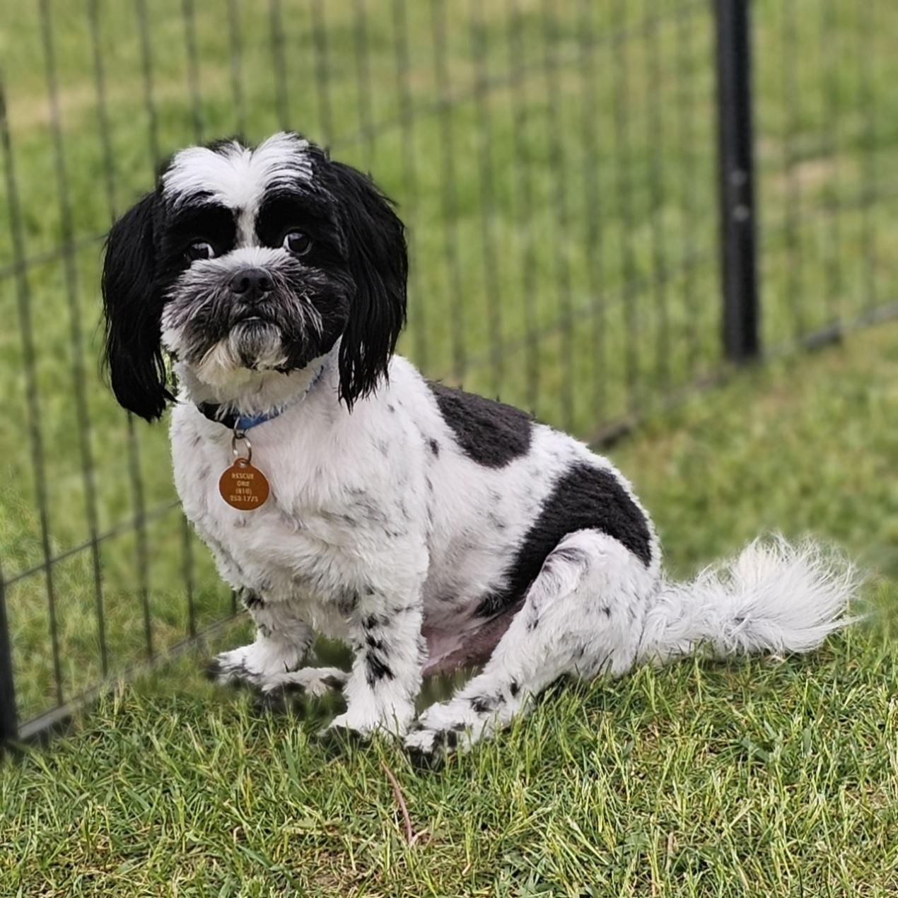 ROCKY, a Adoptable Shih Tzu in Fenton, MI image 5/6
