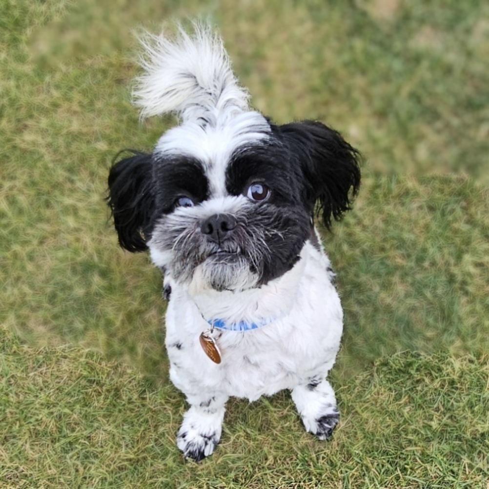 ROCKY, a Adoptable Shih Tzu in Fenton, MI image 6/6