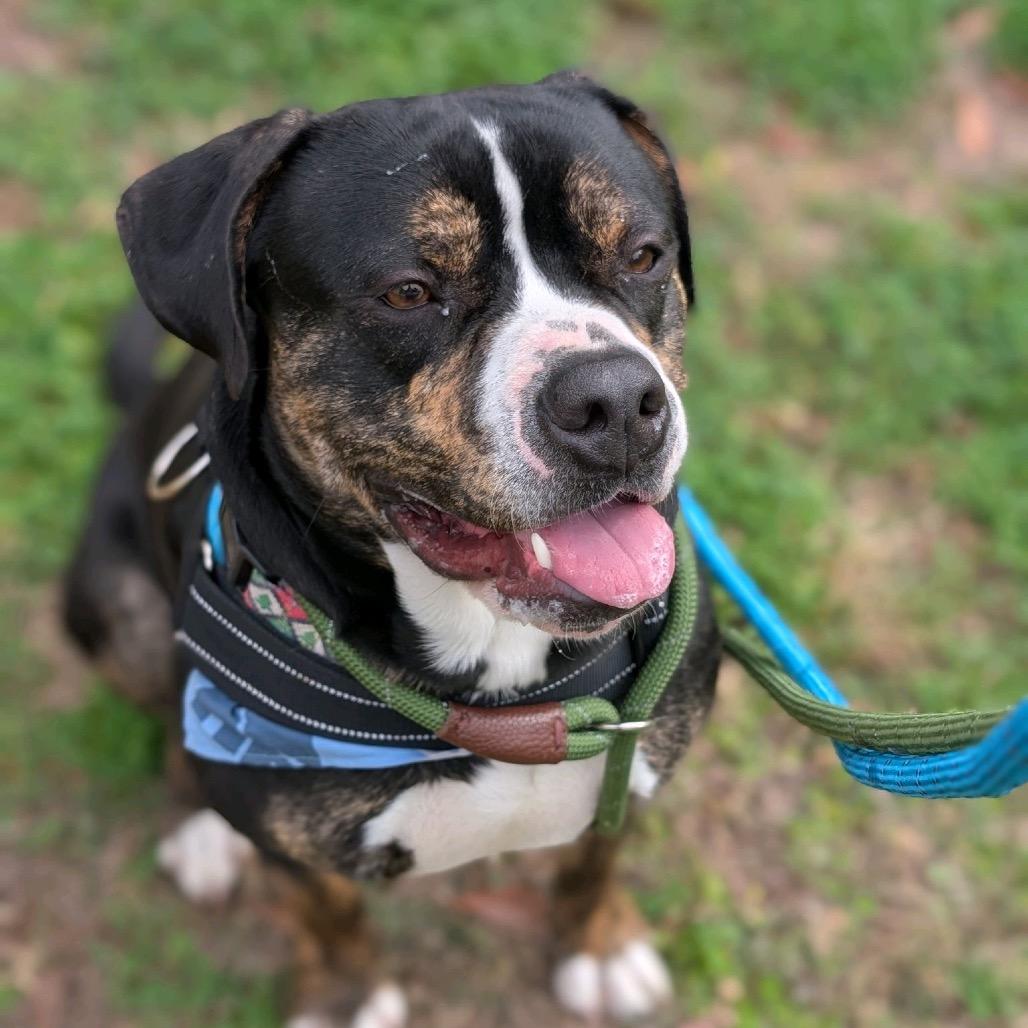 Acorn 28353, Adoptable, Adult Male Mixed Breed.