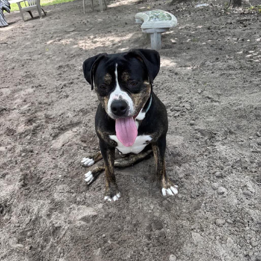 Enlarge Acorn 28353, a Adoptable Mixed Breed in Middleburg, FL image 2/6