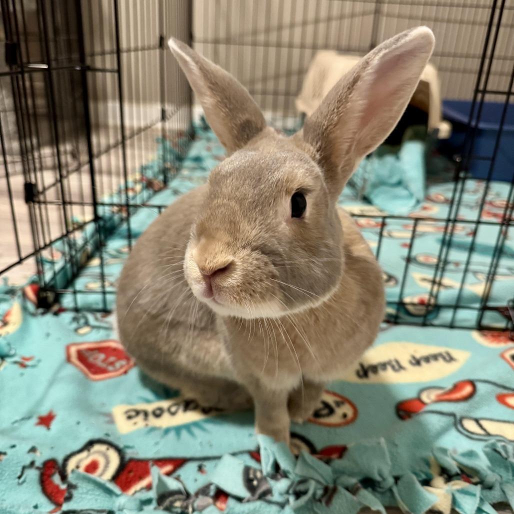 Rupert M10474, Adoptable, Adult Male Palomino.