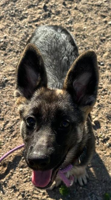 Enlarge Sasha, an adopted German Shepherd Dog in Agua Dulce, CA image 3/6