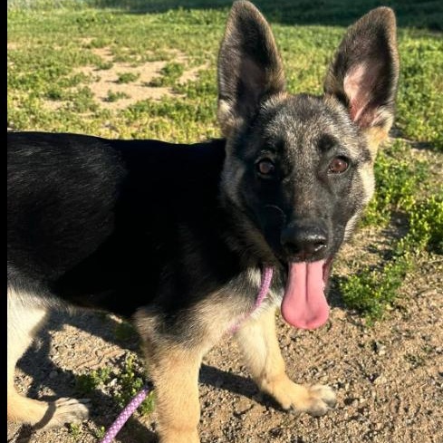 Enlarge Sasha, an adopted German Shepherd Dog in Agua Dulce, CA image 1/6