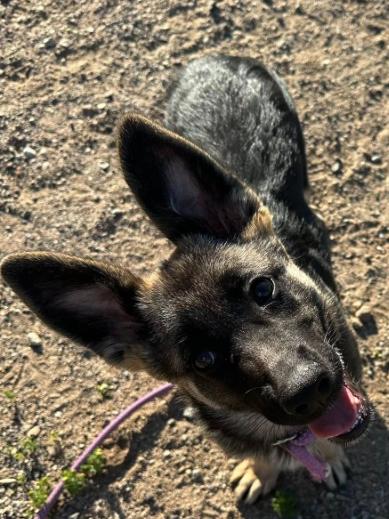 Enlarge Sasha, an adopted German Shepherd Dog in Agua Dulce, CA image 4/6