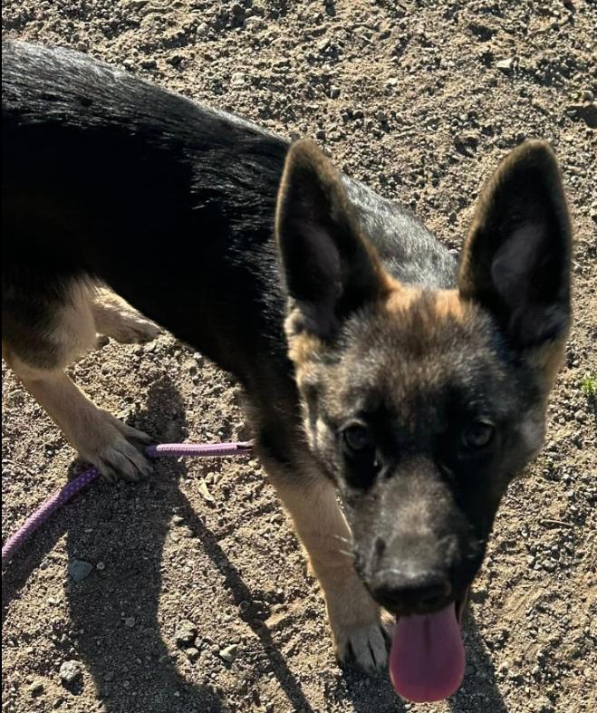 Enlarge Sasha, an adopted German Shepherd Dog in Agua Dulce, CA image 5/6