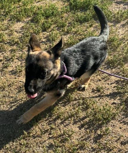Enlarge Sasha, an adopted German Shepherd Dog in Agua Dulce, CA image 6/6