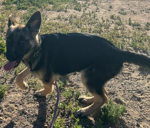 Enlarge Sasha, an adopted German Shepherd Dog in Agua Dulce, CA image 2/6
