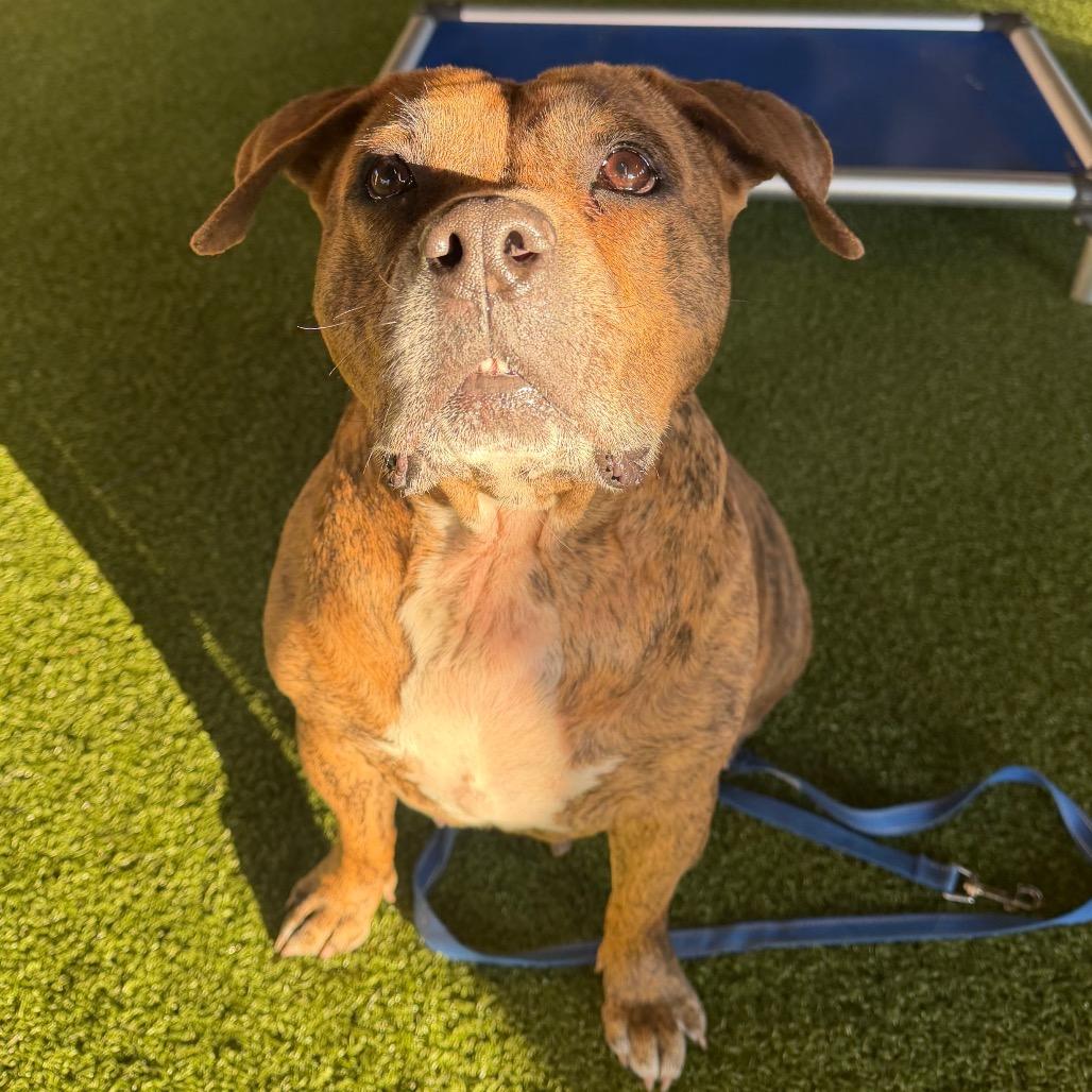 Harley, a Adoptable Mixed Breed in West Palm Beach, FL image 1/6