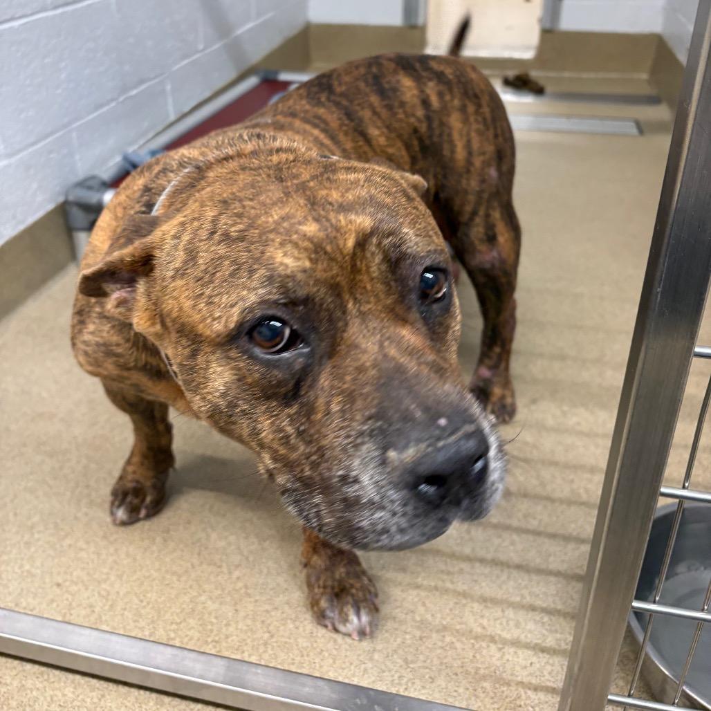 Harley, Adoptable, Adult Female Mixed Breed.