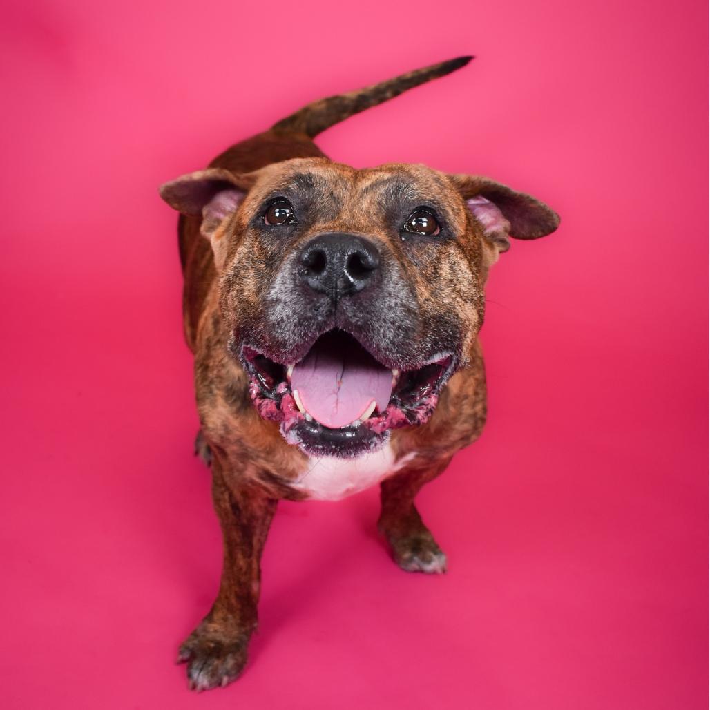 Enlarge Harley, a Adoptable Mixed Breed in West Palm Beach, FL image 2/5