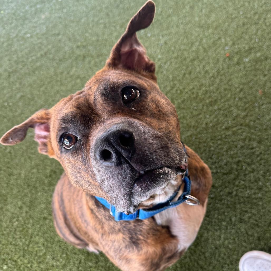 Enlarge Harley, a Adoptable Mixed Breed in West Palm Beach, FL image 3/5