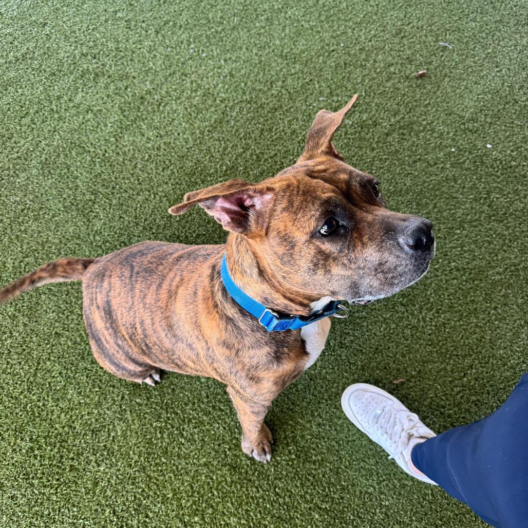 Enlarge Harley, a Adoptable Mixed Breed in West Palm Beach, FL image 4/5