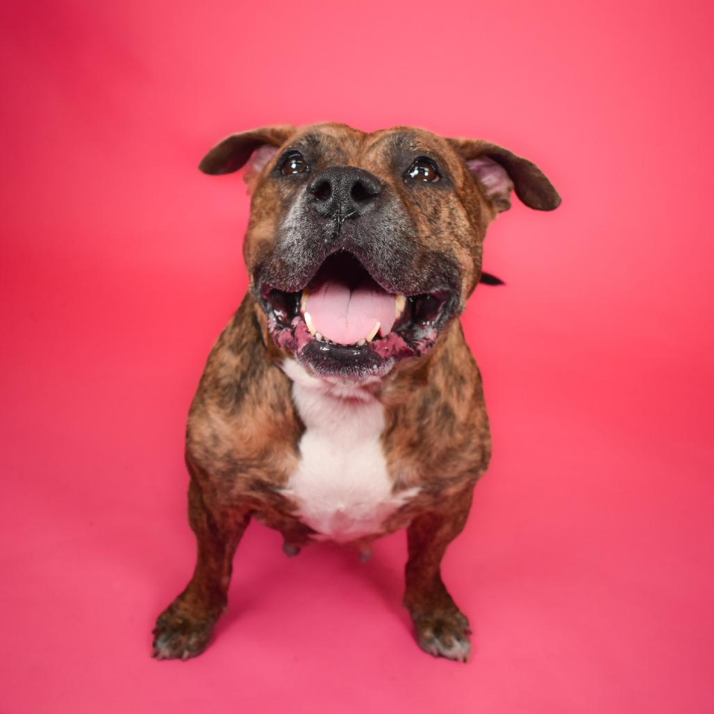 Enlarge Harley, a Adoptable Mixed Breed in West Palm Beach, FL image 5/5