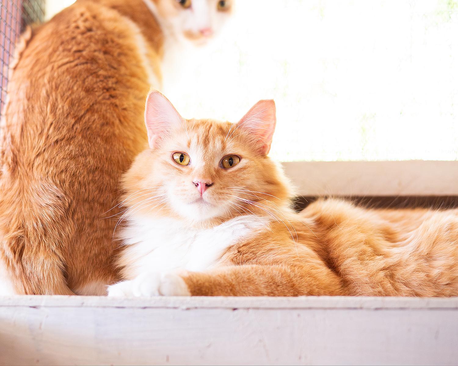 Enlarge Garfield, a ADOPTABLE Domestic Long Hair in Marana, AZ image 3/5