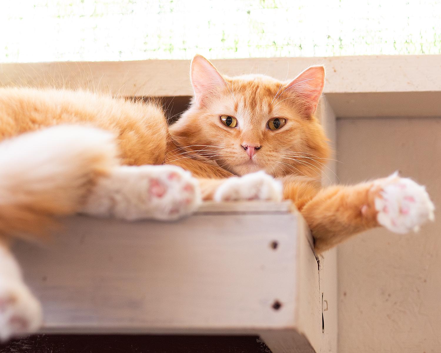 Enlarge Garfield, a ADOPTABLE Domestic Long Hair in Marana, AZ image 2/5
