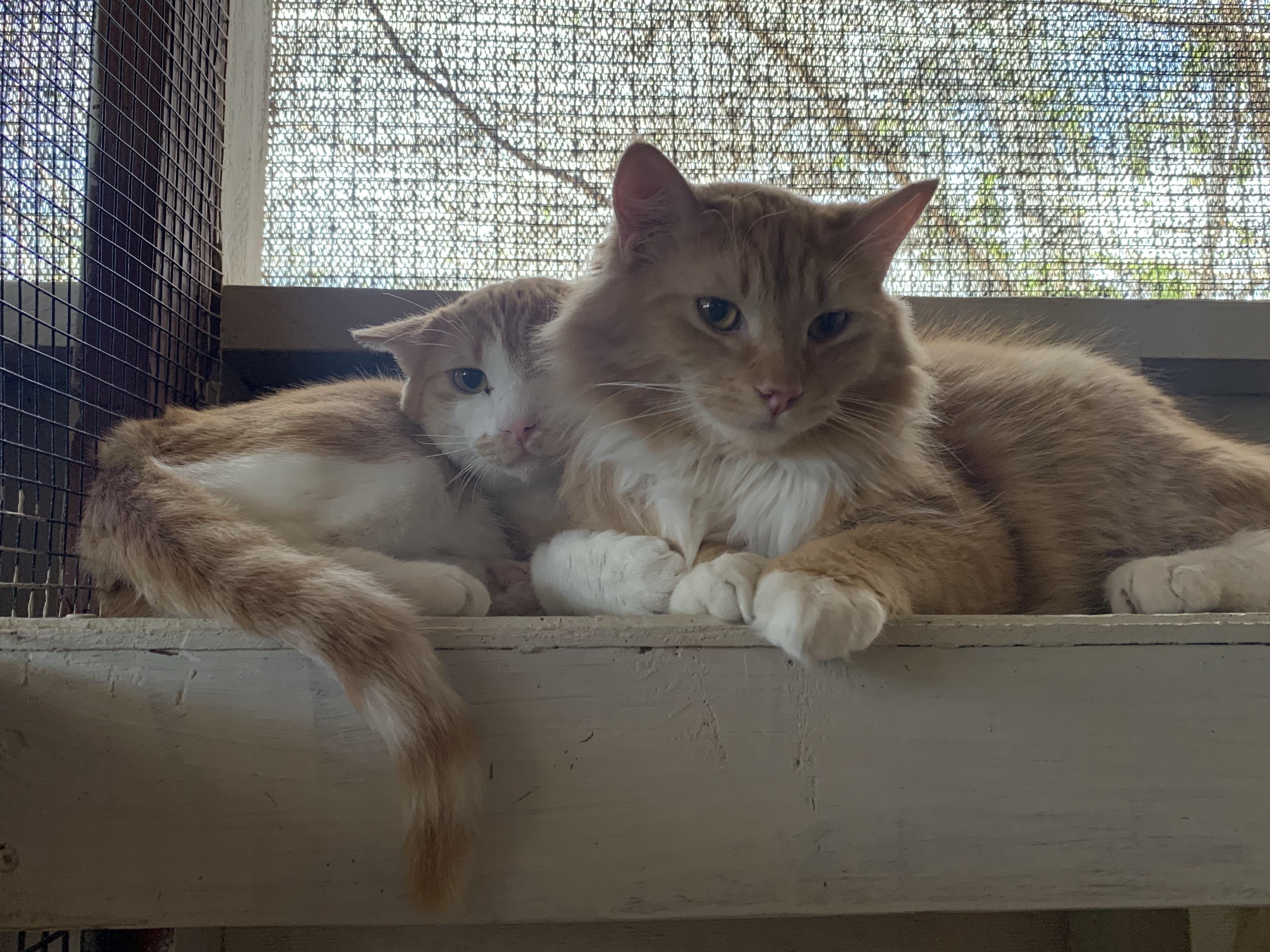 Enlarge Garfield, a ADOPTABLE Domestic Long Hair in Marana, AZ image 4/5
