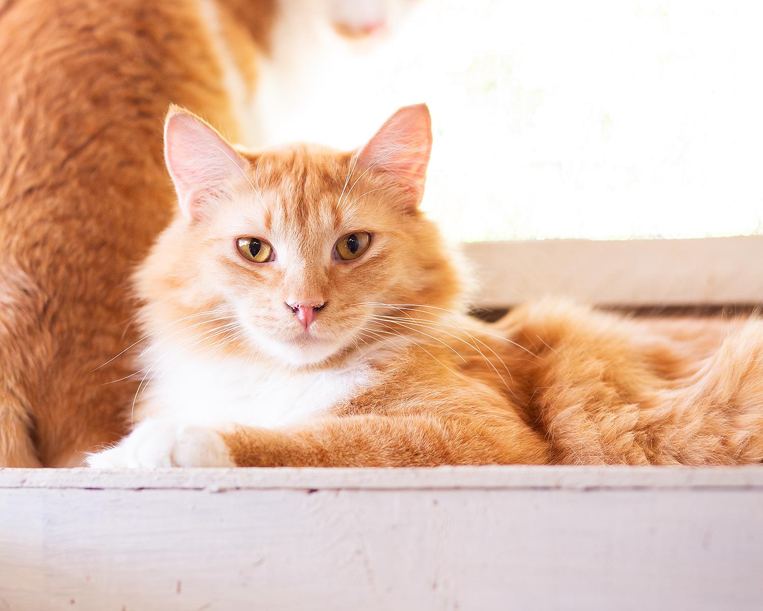 Enlarge Garfield, a ADOPTABLE Domestic Long Hair in Marana, AZ image 1/5