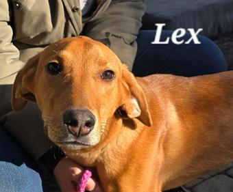 Enlarge Lex, a ADOPTABLE mixed breed in Canterbury, CT image 1/6