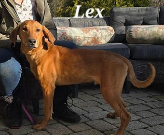 Enlarge Lex, a ADOPTABLE mixed breed in Canterbury, CT image 4/6