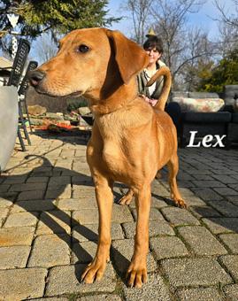 Enlarge Lex, a ADOPTABLE mixed breed in Canterbury, CT image 5/6