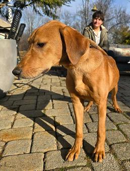 Enlarge Lex, a ADOPTABLE mixed breed in Canterbury, CT image 3/6