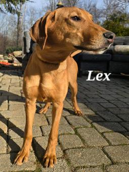 Enlarge Lex, a ADOPTABLE mixed breed in Canterbury, CT image 6/6