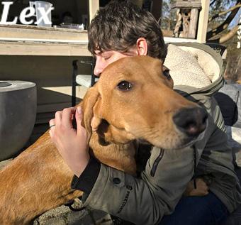 Enlarge Lex, a ADOPTABLE mixed breed in Canterbury, CT image 2/6