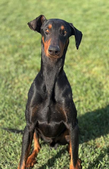 Enlarge STONE, a Adoptable Doberman Pinscher in Fairfield, CA image 1/1