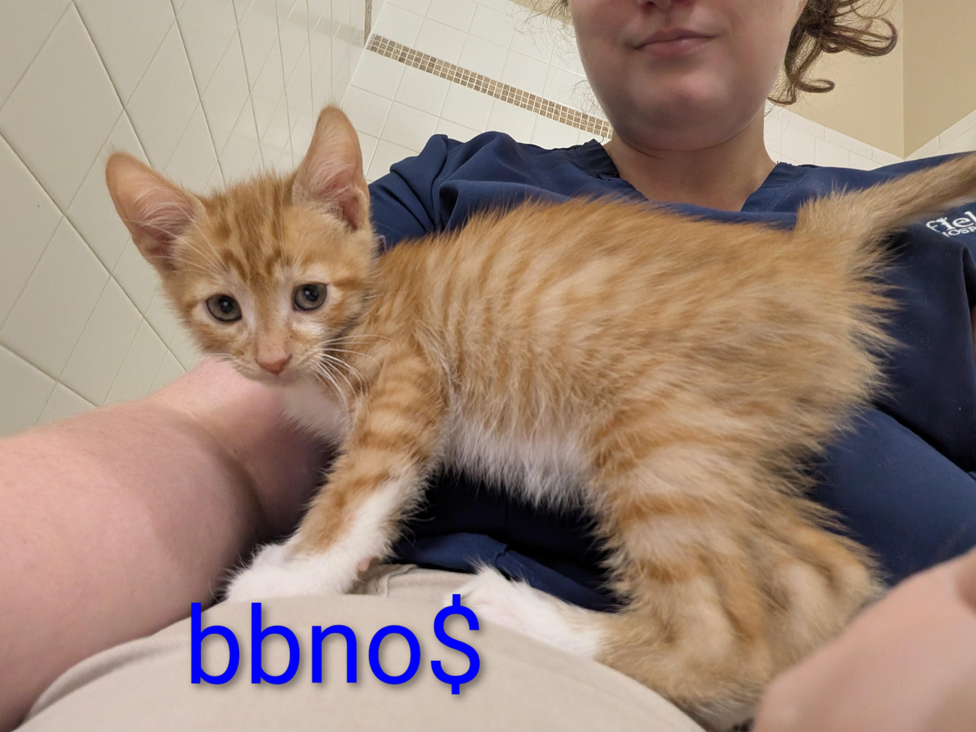 Enlarge BBNoMoney, a Adoptable mixed breed in Morris Plains, NJ image 2/3