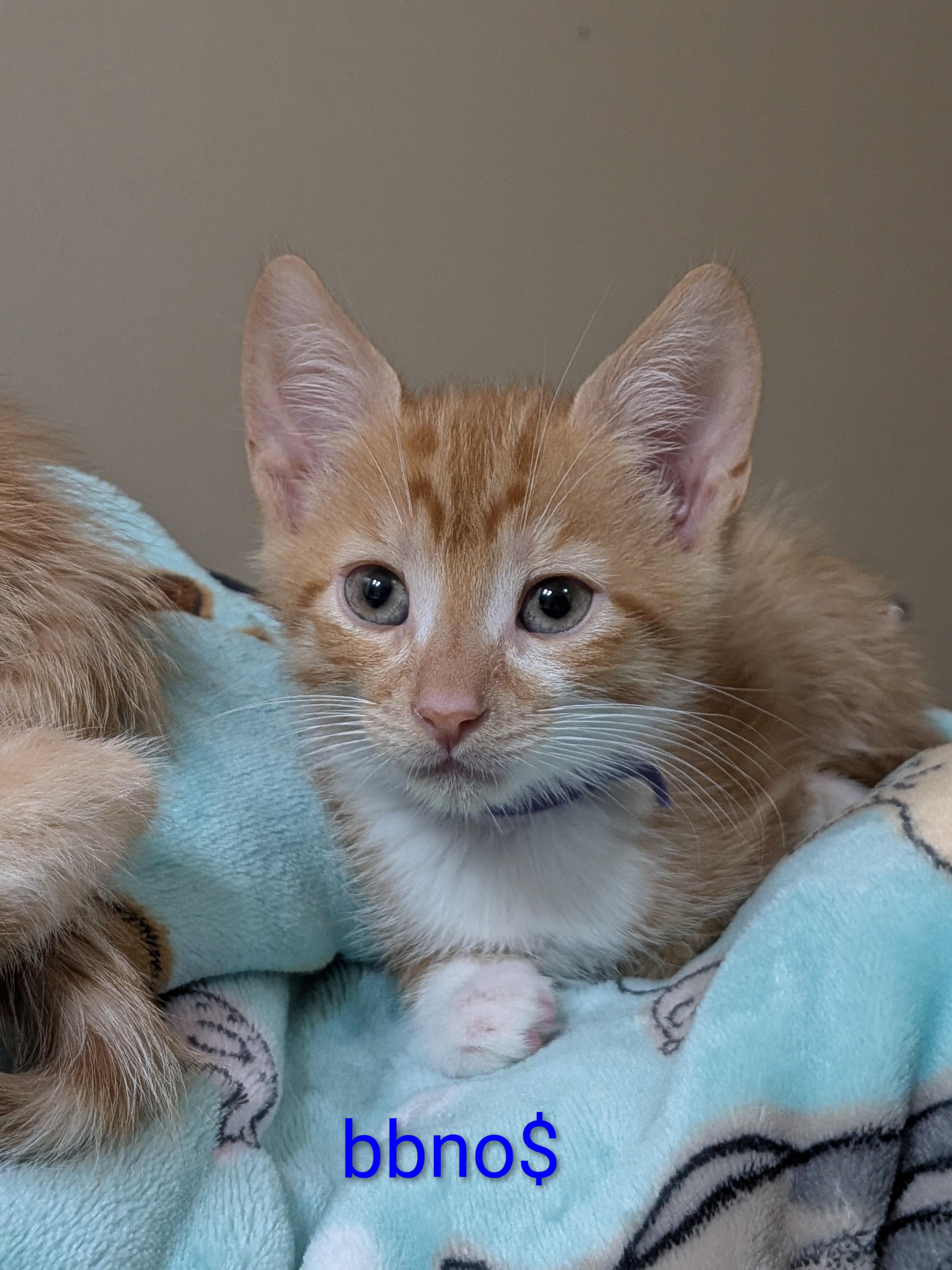 Enlarge BBNoMoney, a Adoptable mixed breed in Morris Plains, NJ image 1/3