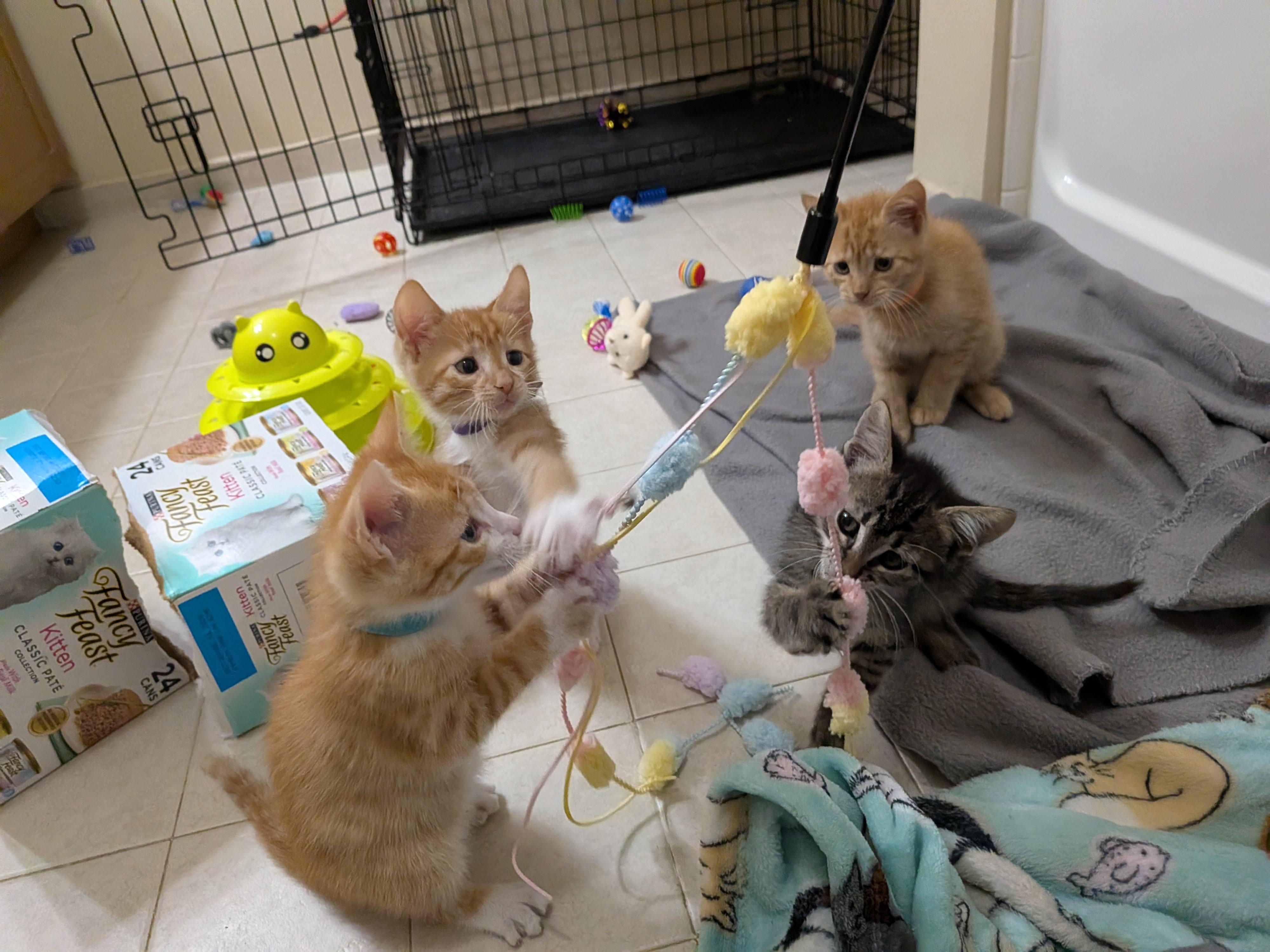 Enlarge BBNoMoney, a Adoptable mixed breed in Morris Plains, NJ image 3/3