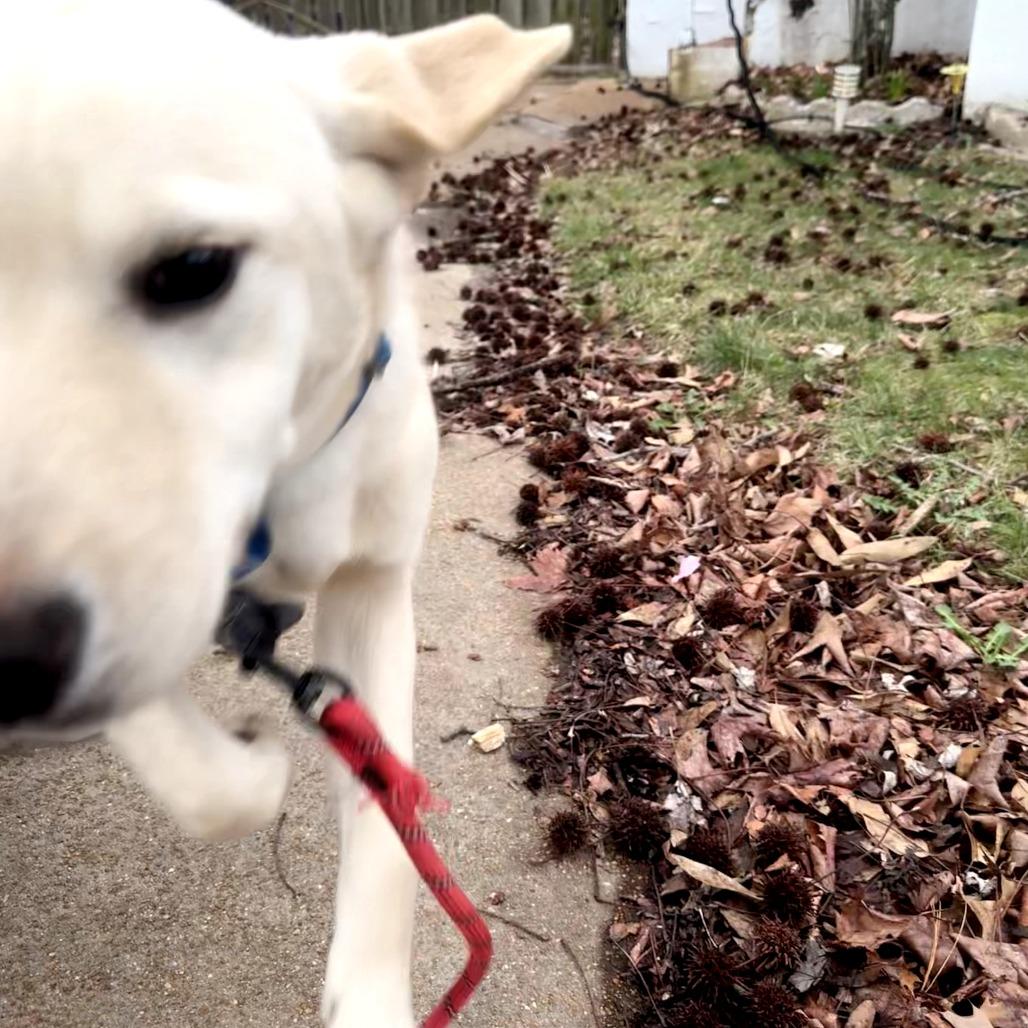 Sandwich — thumbnail 2