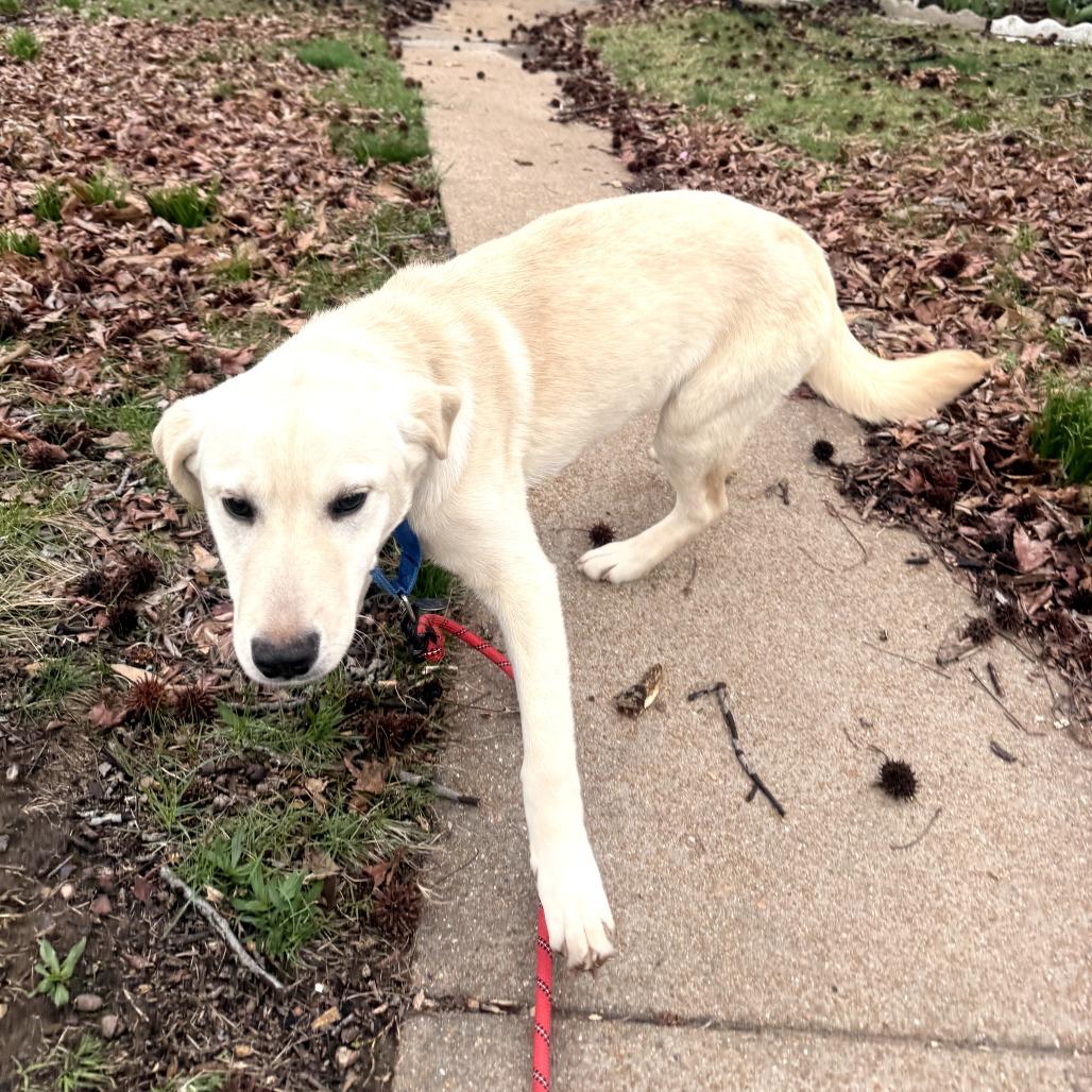 Sandwich — thumbnail 4