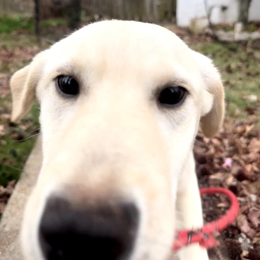 Sandwich — thumbnail 6