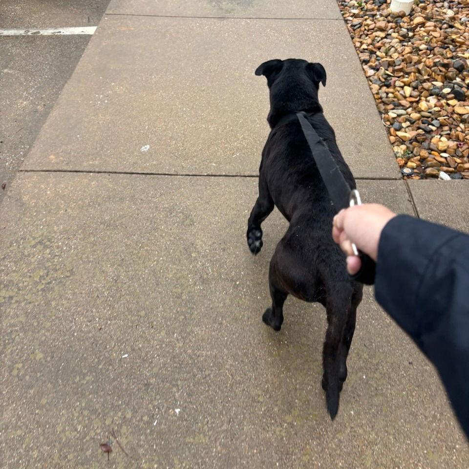 Enlarge Melvin, a Adoptable Black Labrador Retriever in Dallas, TX image 1/3