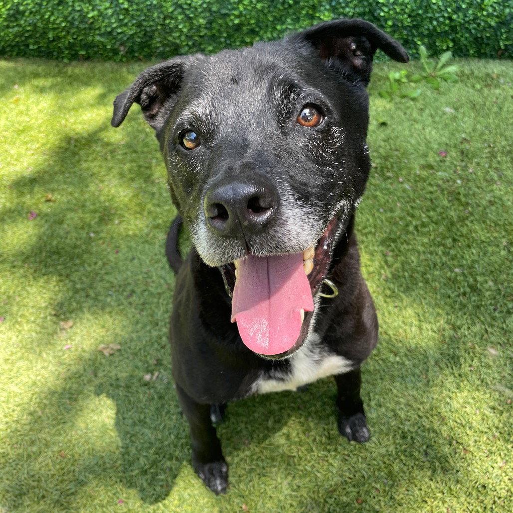 Melvin, Adoptable, Senior Male Black Labrador Retriever.