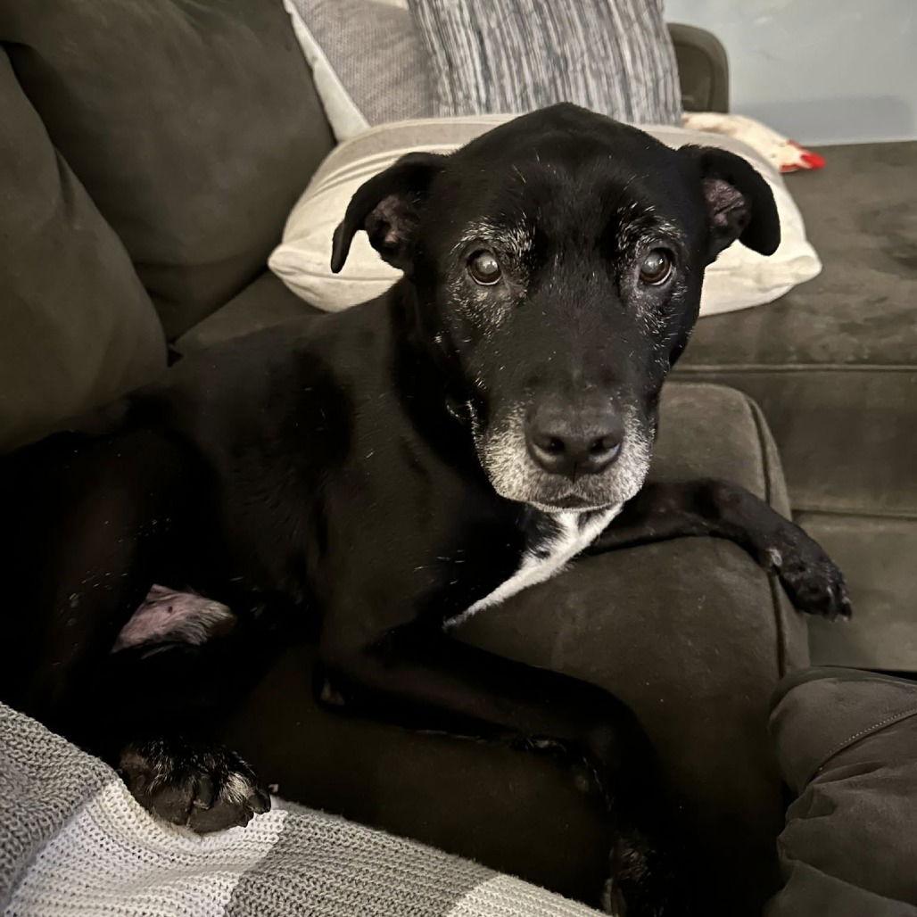 Enlarge Melvin, a Adoptable Black Labrador Retriever in Dallas, TX image 2/3