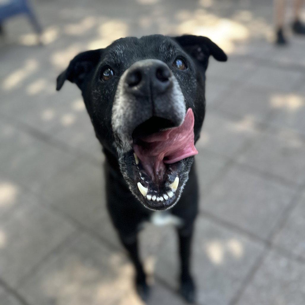 Enlarge Melvin, a Adoptable Black Labrador Retriever in Dallas, TX image 3/3