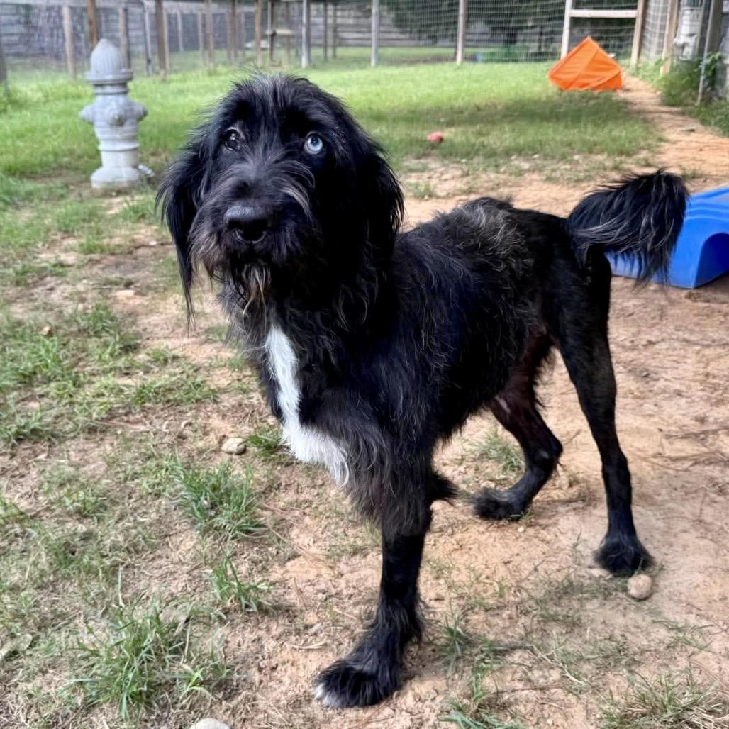 Enlarge Liam, a Adoptable mixed breed in Houston, TX image 1/6