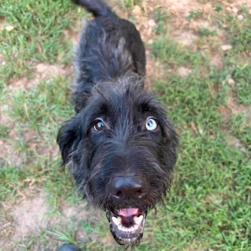 Enlarge Liam, a Adoptable mixed breed in Houston, TX image 2/6