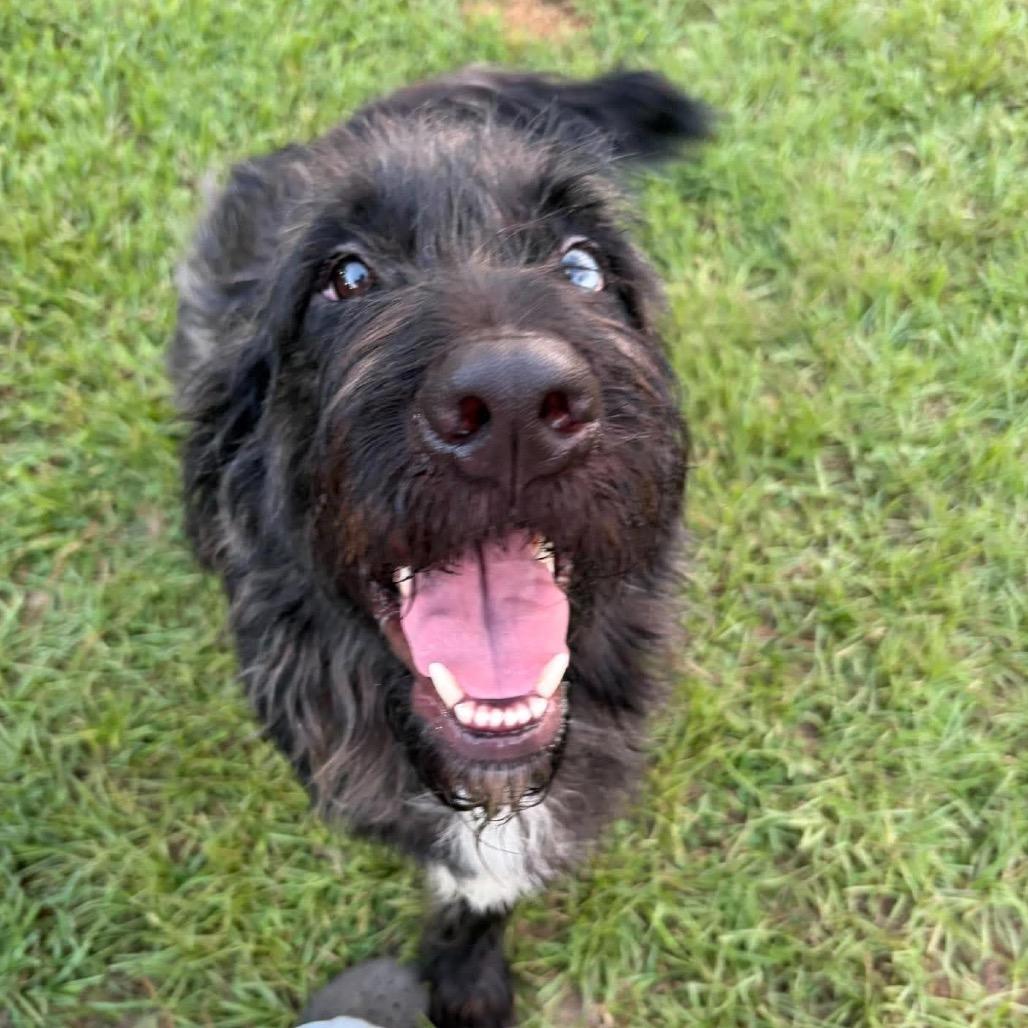 Enlarge Liam, a Adoptable mixed breed in Houston, TX image 3/6