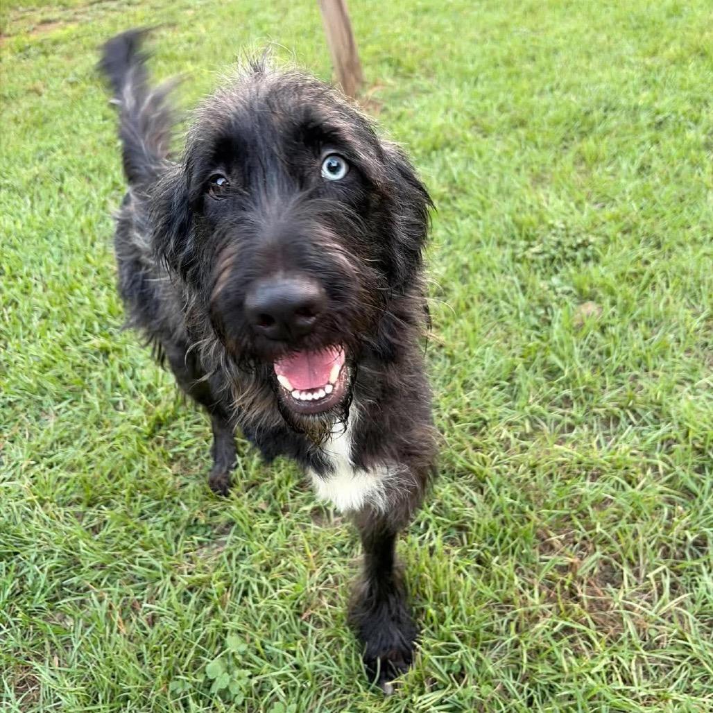 Enlarge Liam, a Adoptable mixed breed in Houston, TX image 5/6