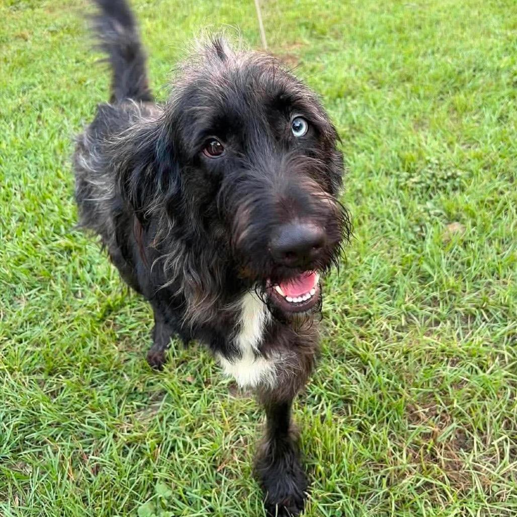 Enlarge Liam, a Adoptable mixed breed in Houston, TX image 6/6