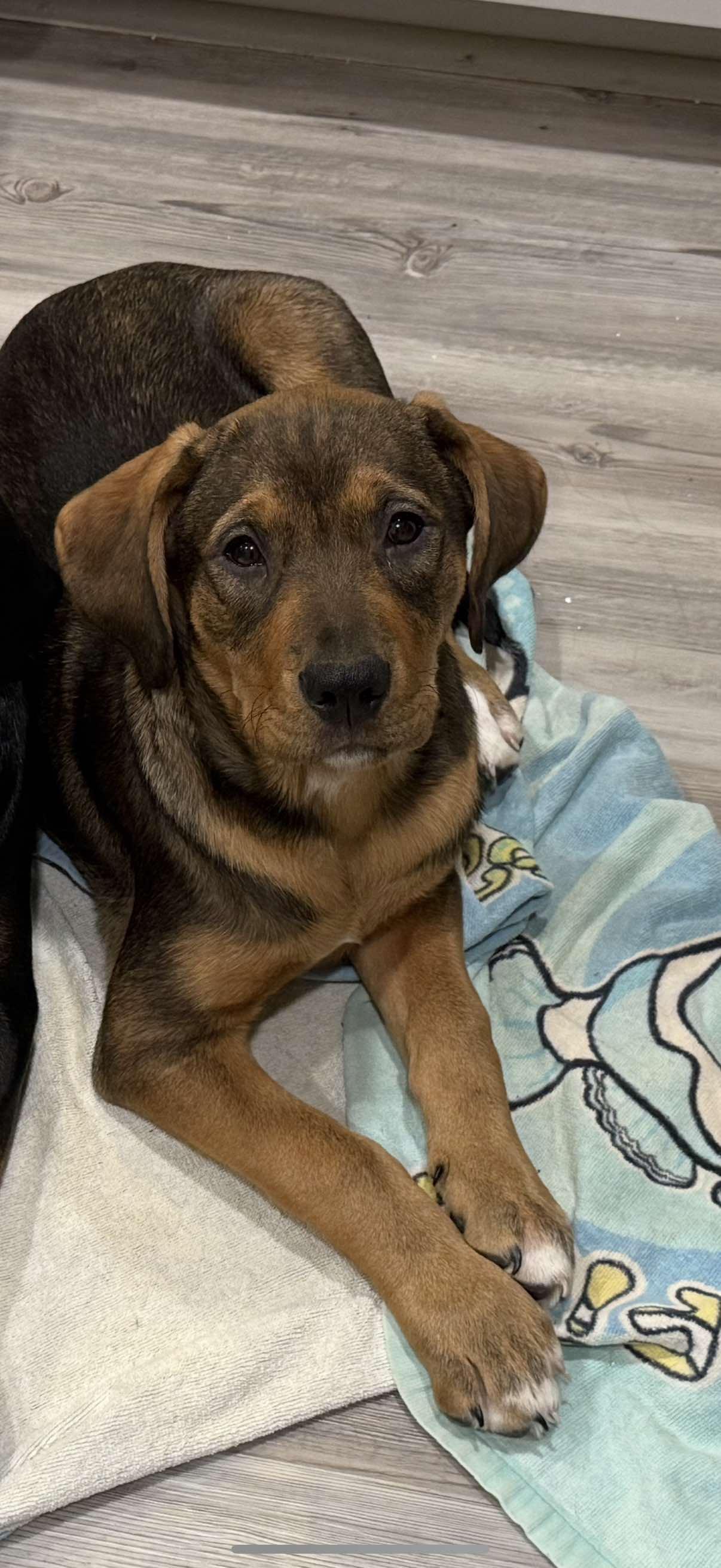 Enlarge Kelowna, an adopted mixed breed in Charlotte, NC image 2/3