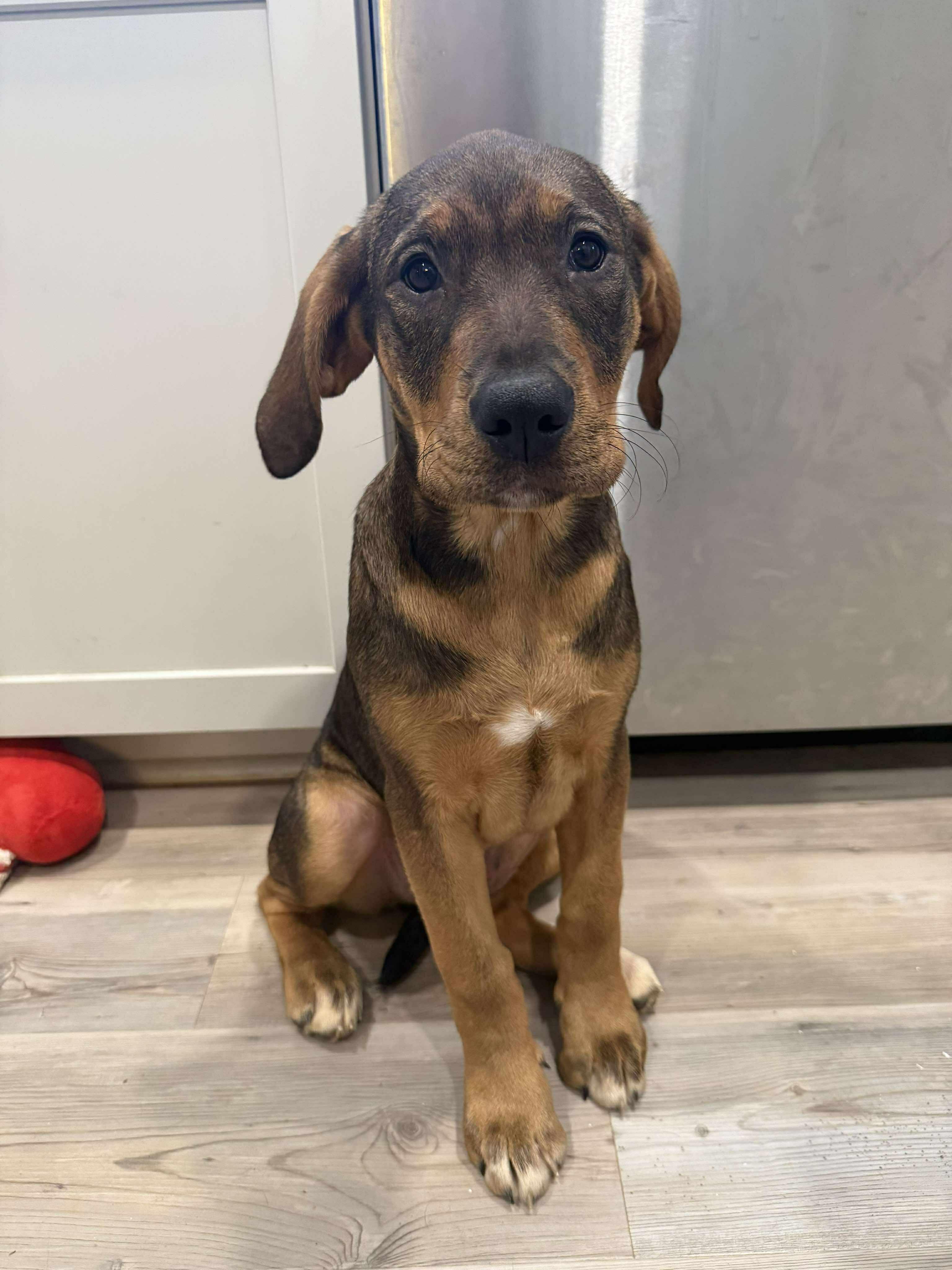 Enlarge Kelowna, an adopted mixed breed in Charlotte, NC image 1/3