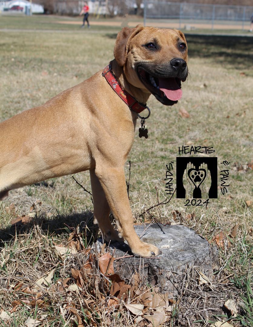 Reid, a Adoptable mixed breed in Omaha, NE image 1/6